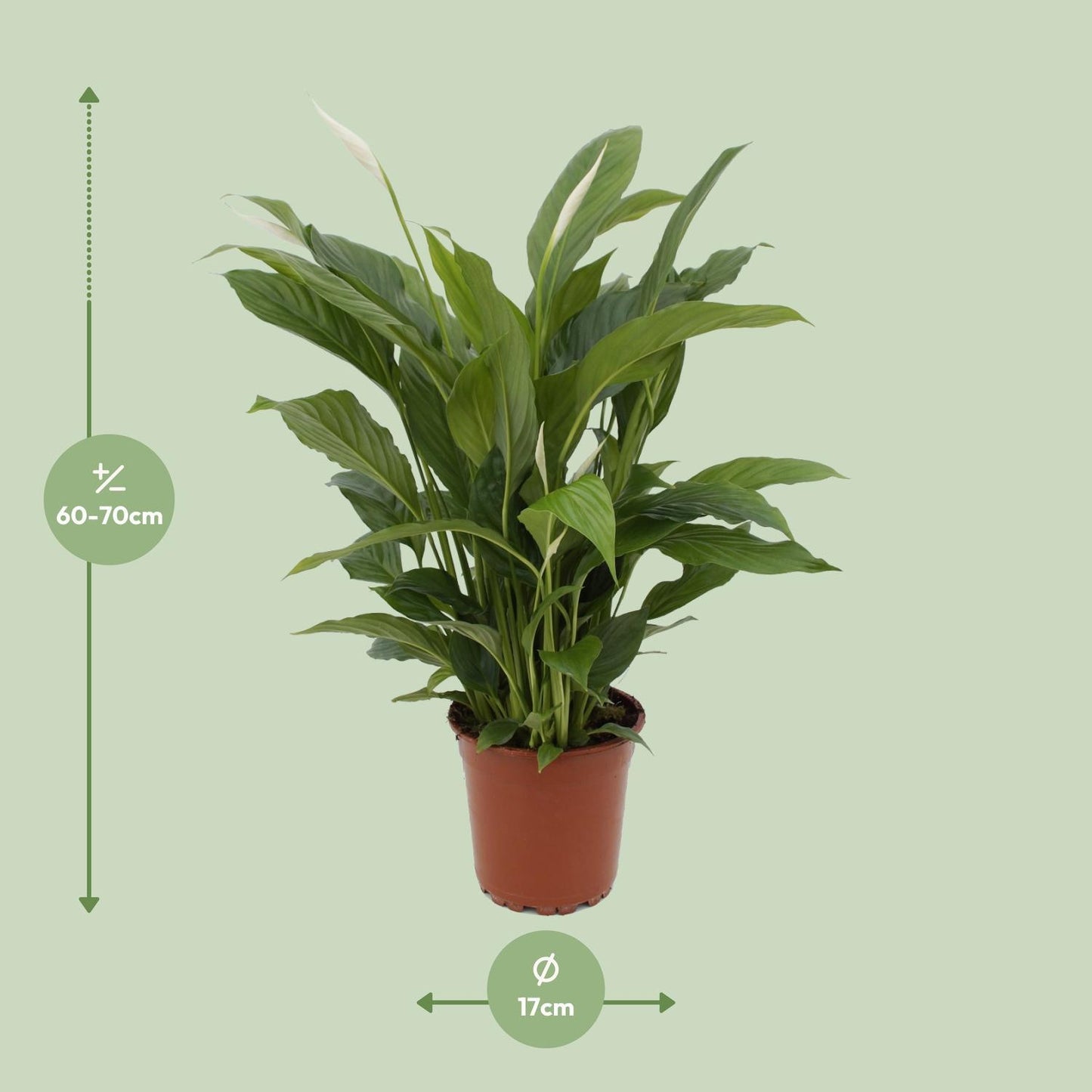 Spathiphyllum Torelli P17 - Ø17cm - ↕65cm