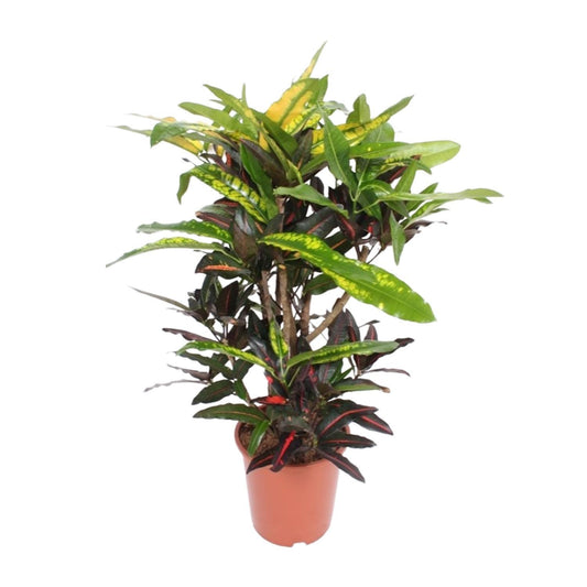 Mangue Codiaeum (Mangue Croton) - Ø27cm - ↕110cm