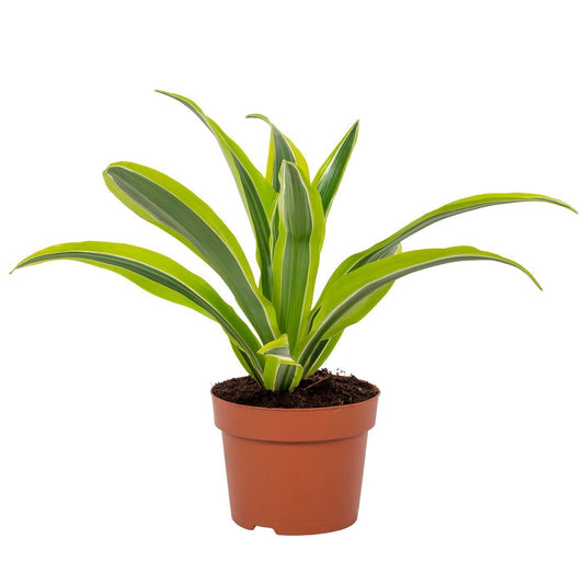 Dracaena Citron Vert - Ø12cm - ↕27cm
