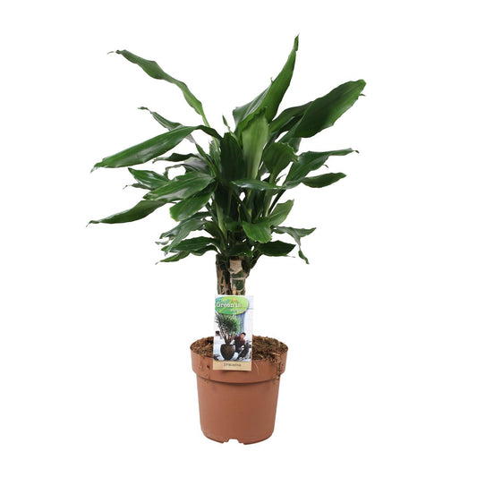 Dracaena Fagrans Steudneri Vert - Ø17cm - ↕55cm