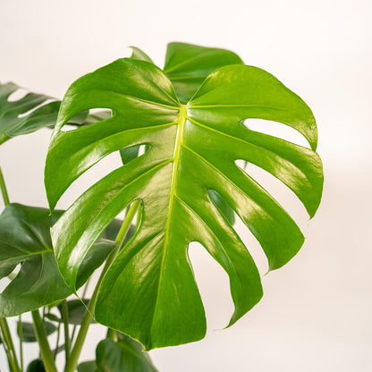 Monstera Deliciosa- ↨80cm - Ø21cm + Pot Mayk Lead