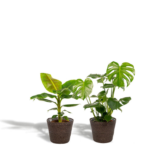 Monstera Deliciosa + Musa Dwarf Cavendish + Mand Igmar