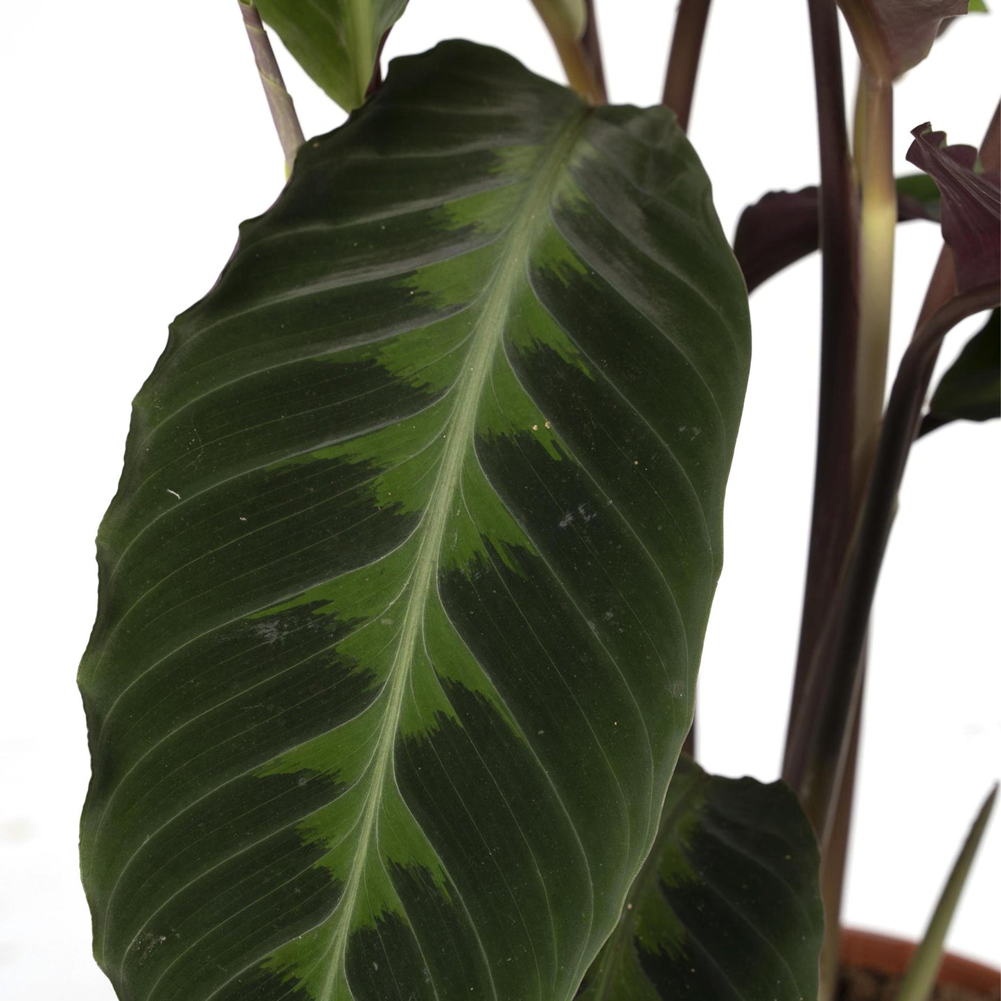 Calathea Warscewiczii - Pauwenplant - 70cm - Ø19