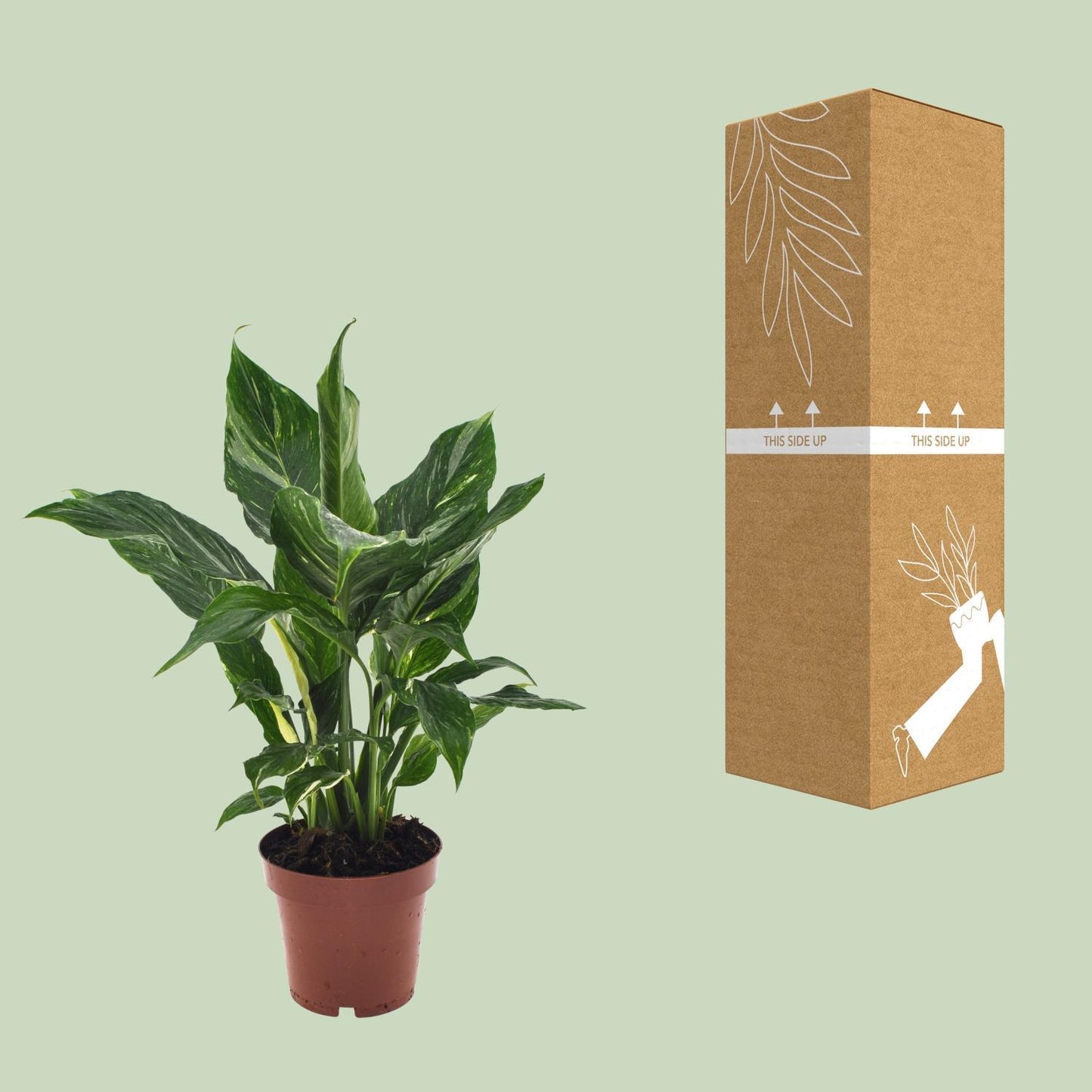 Spathiphyllum Diamond - Ø12cm - ↕40cm