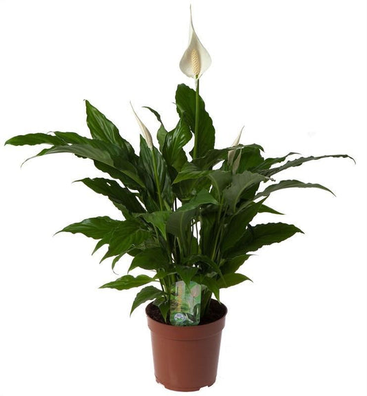 Spathiphyllum 'Sweet Chico' - Ø17cm - ↕60cm