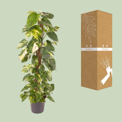 Epipremnum Pinnatum - Ø24cm - ↕120cm