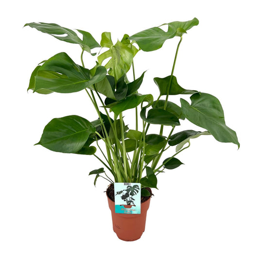 Monstera Deliciosa - Plante en trou - 65cm - Ø21 - Ø19cm - 60cm