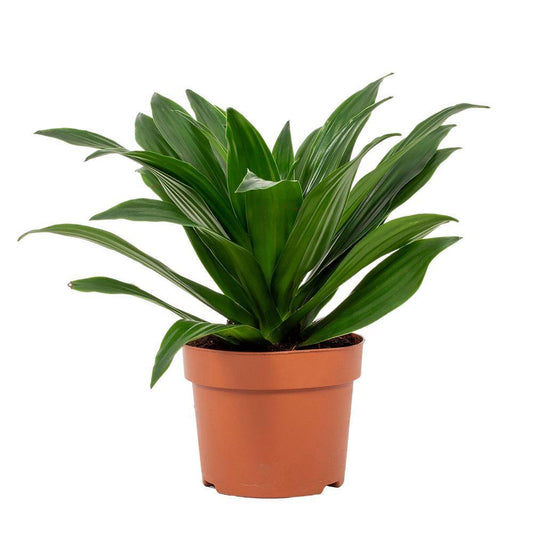 Dracaena Compacta 12 cm - Ø 12 cm - ↕ 28 cm