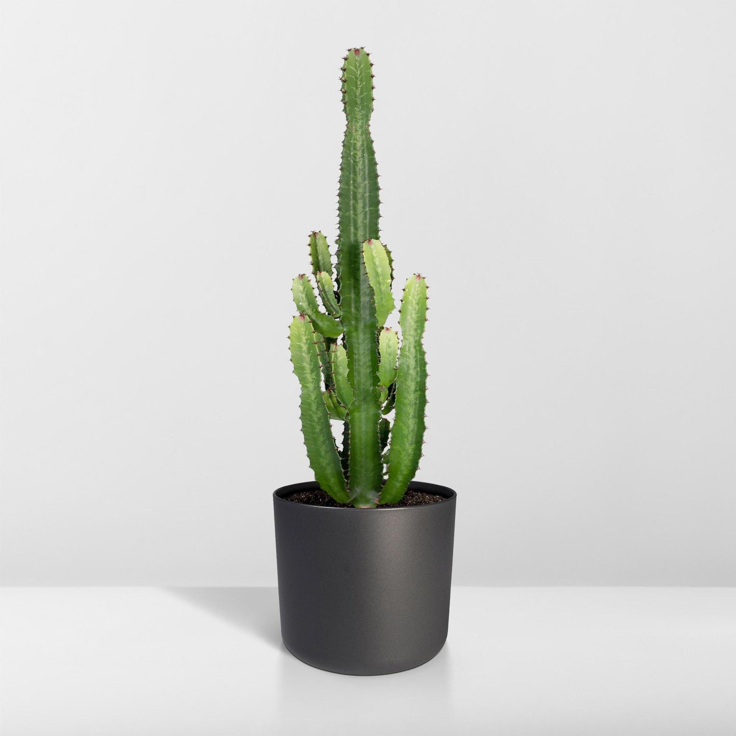 Euphorbia Acrurensis - Ø24 - ↨60cm