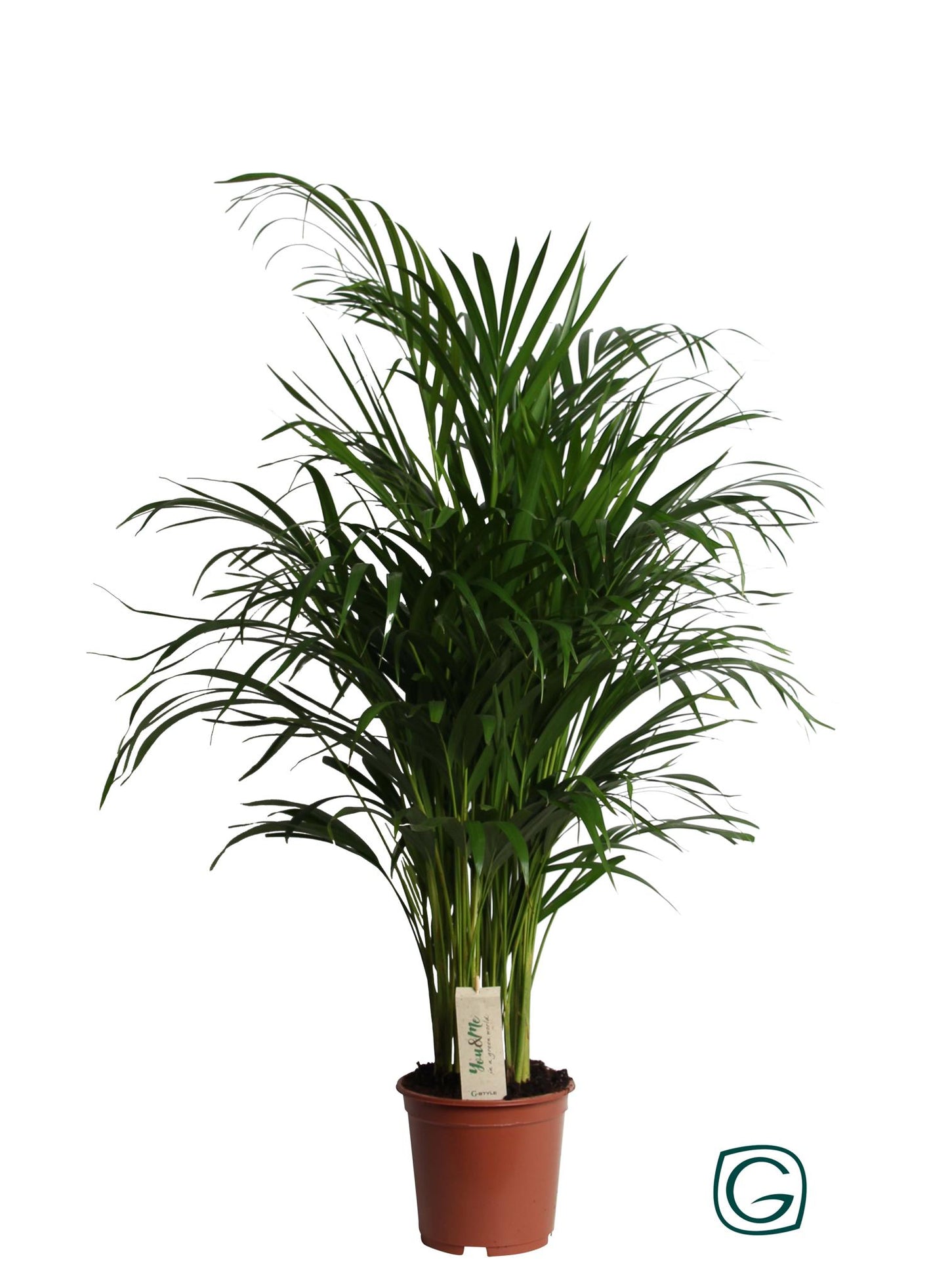 Dypsis Lutescens (Areca) - Ø19cm - ↕90cm