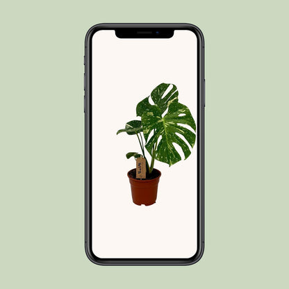 Monstera Deliciosa - Ø17cm - ↕50cm