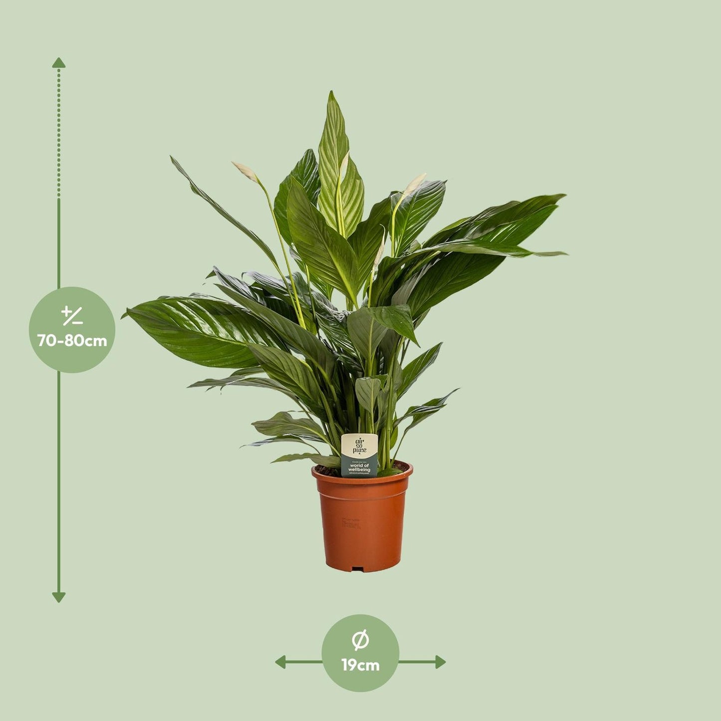 Spathiphyllum Bingo Cupido - Ø19cm - ↕80cm