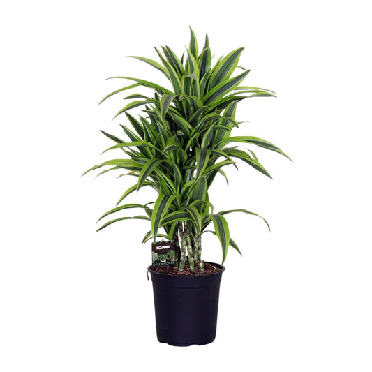 Dracaena Fragr. Citron vert - Ø24cm - ↕100cm