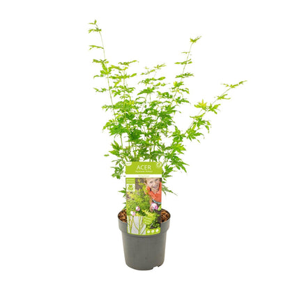 Acer palmatum Going Green - Ø19 - ↨50cm