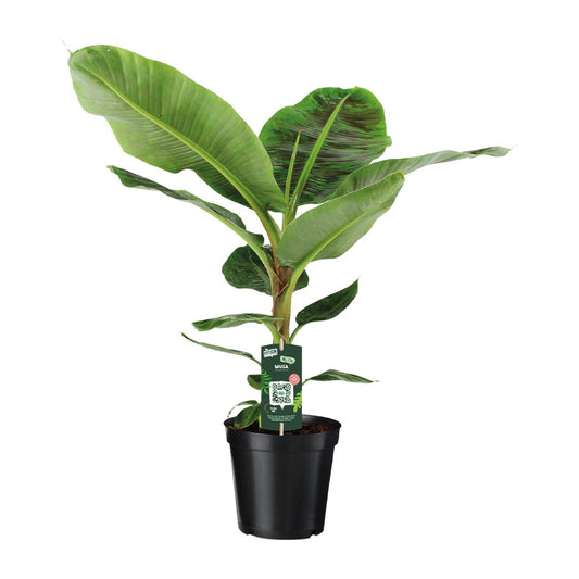Musa nain Cavendish - Ø21cm - ↕90cm