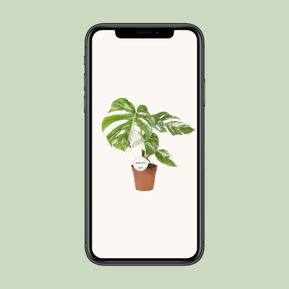 Monstera Deliciosa Variegata - Ø15cm - ↕45cm