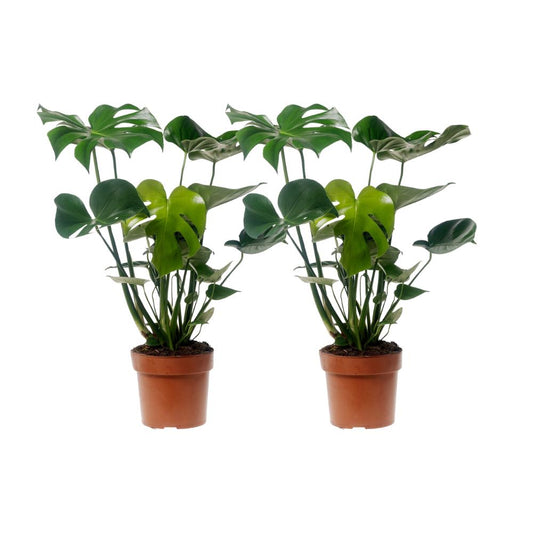 Monstera Deliciosa - 2 pièces - Ø17cm - ↕55cm