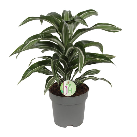 Bijou Jade Dracaena - Ø17cm - ↕50cm