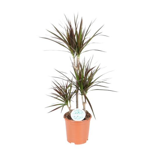 Dracaena Magenta - Ø21cm - ↕95cm