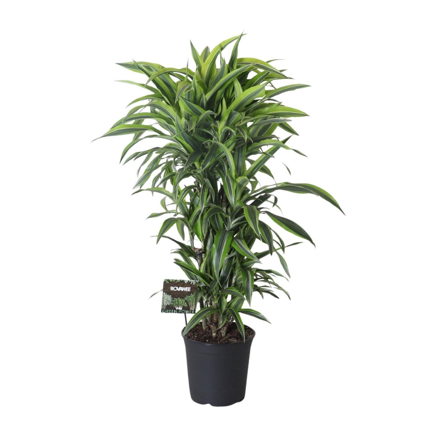 Dracaena Fragrans Lemon Lime Vertakt - Ø27cm - ↕120cm