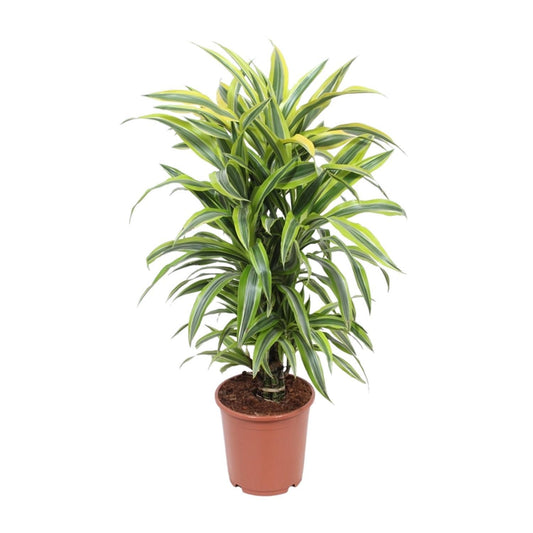 Dracaena Fragrans Deremensis Grp Citron Vert - Ø24cm - ↕100cm
