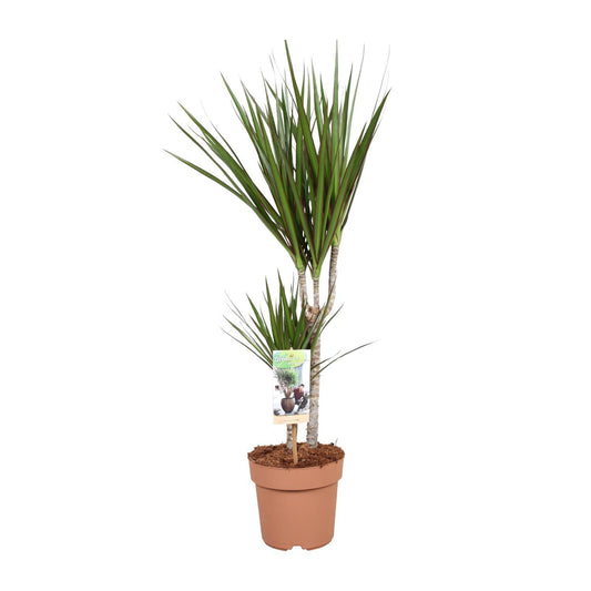 Dracaena Marginata - Ø17cm - ↕75cm