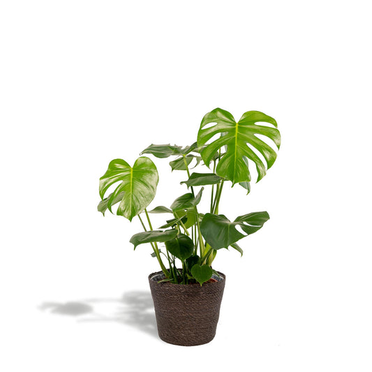 Monstera Deliciosa - ↨80cm - Ø21cm + Basket Igmar