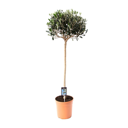 Olijf Olea - Olea Europaea - Ø19cm - ↕80cm